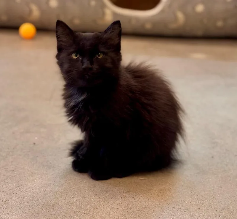 A baby medium-sized female Domestic Medium Hair cat named Diamond for adoption in Little Rock, AR