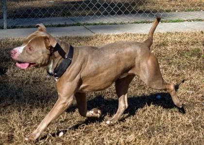 An adult large-sized male Mixed Breed dog named Cash FKA Quagmire for adoption in West Chester, PA