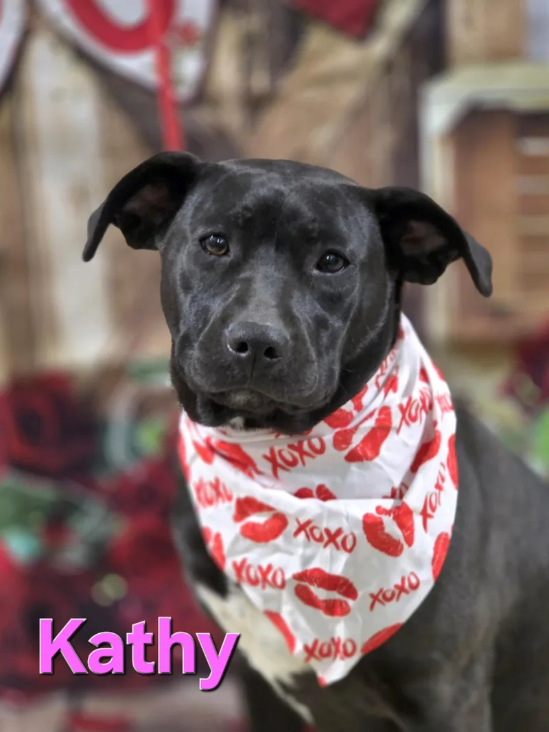 A young medium-sized female Black Labrador Retriever dog named Kathy for adoption in Walthill, NE