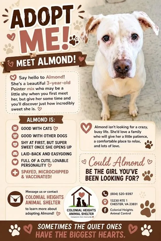 An adult large-sized female White / Cream Mixed Breed dog named Almond for adoption in Colonial Heights, VA