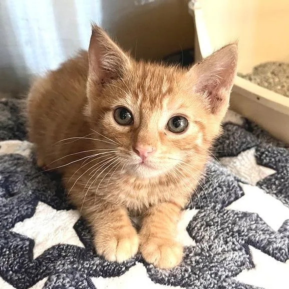 A baby small-sized male Domestic Short Hair cat named James Dean for adoption in Los Angeles, CA