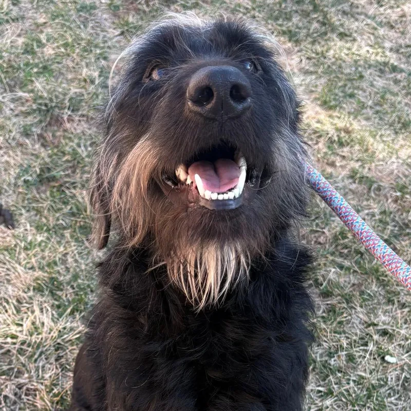 Einstein thumbnail 2