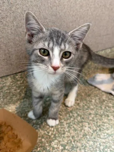 A baby small-sized female Domestic Short Hair cat named Killian for adoption in Washington, DC