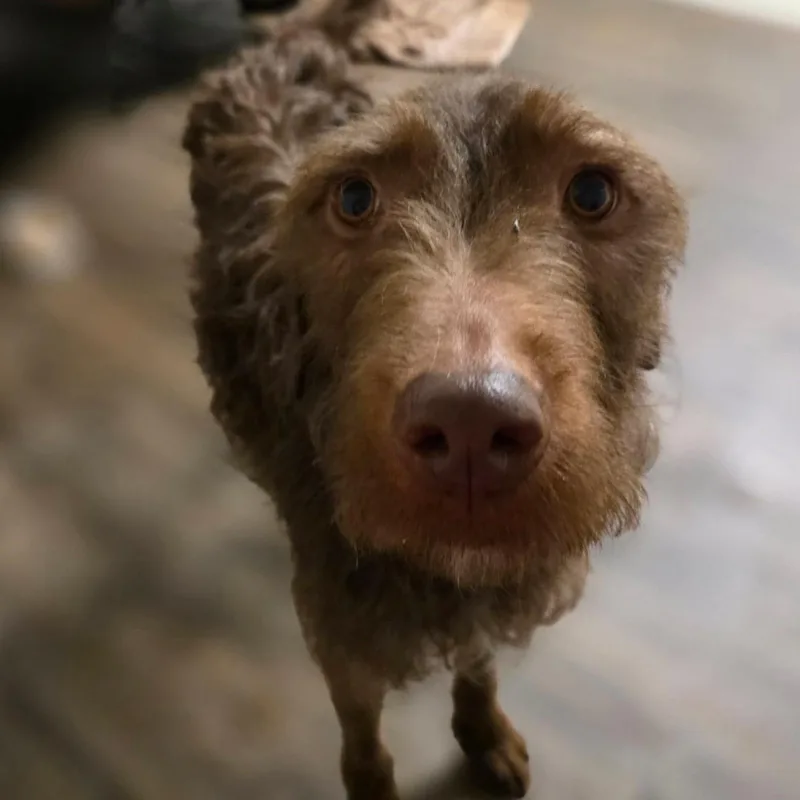 Jelly Bean thumbnail 2