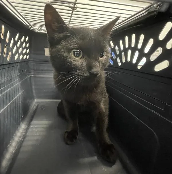 A baby medium-sized male Domestic Short Hair cat named Poem for adoption in Ridgewood, NY