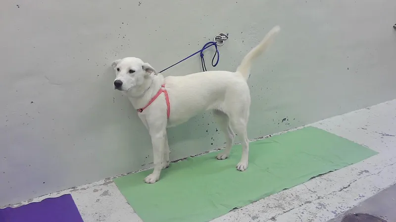 A young large-sized female Siberian Husky dog named Ivory for adoption in Houston, TX