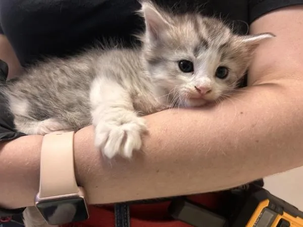 A baby medium-sized female Domestic Long Hair cat named Cup for adoption in Oceanside, CA