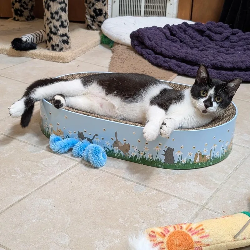 A young medium-sized female Black Domestic Short Hair cat named Claudette for adoption in Wheeling, IL