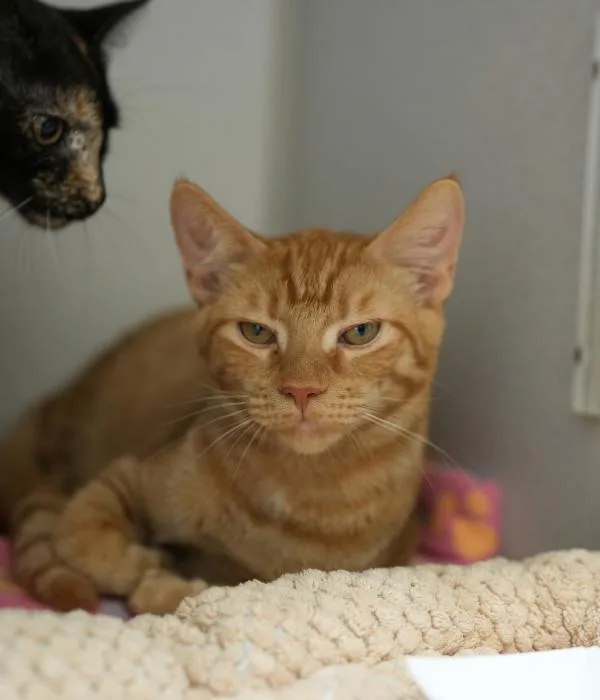 A young medium-sized male Tabby (Orange / Red) Domestic Short Hair cat named Daniel for adoption in Marietta, GA