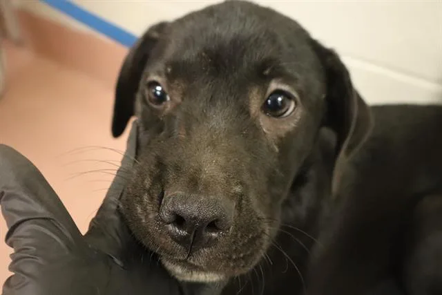 A baby small-sized male Mixed Breed dog named Dew for adoption in Columbia, SC