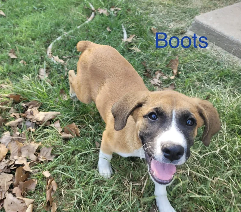 Boots thumbnail 5