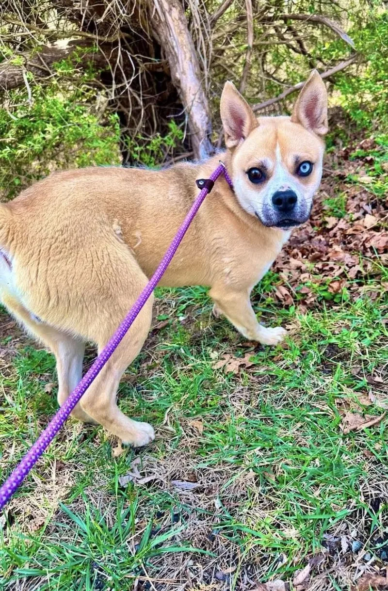 An adult medium-sized male Mixed Breed dog named Marley for adoption in Manchester, CT