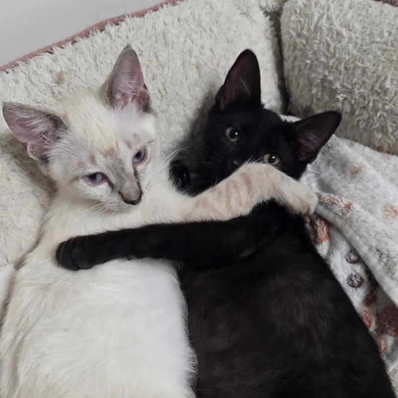 A baby small-sized female Siamese cat named Lilo Ramishvili for adoption in Merrifield, VA