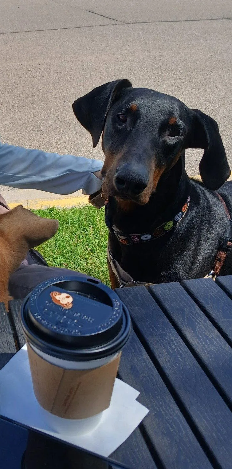 An adult large-sized male Doberman Pinscher dog named Moose . for adoption in Buffalo, MN
