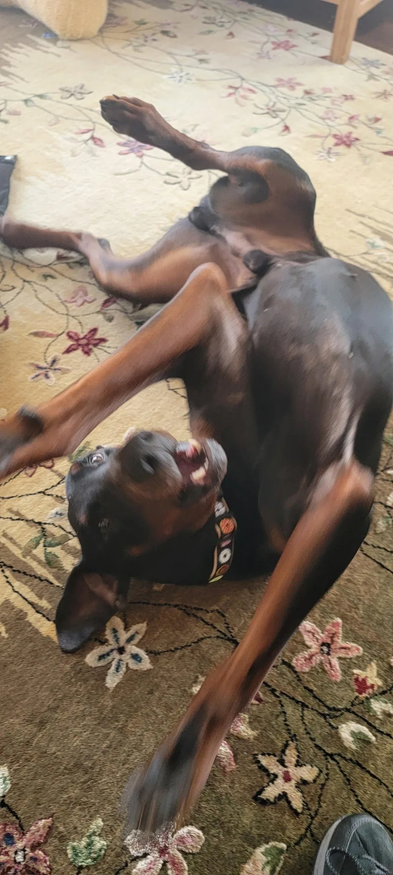 Moose . thumbnail 2