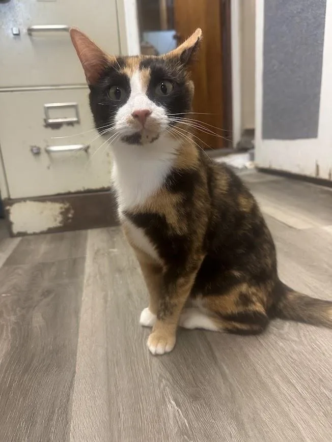 A young medium-sized female Calico cat named Gabby for adoption in Ocean View, NJ
