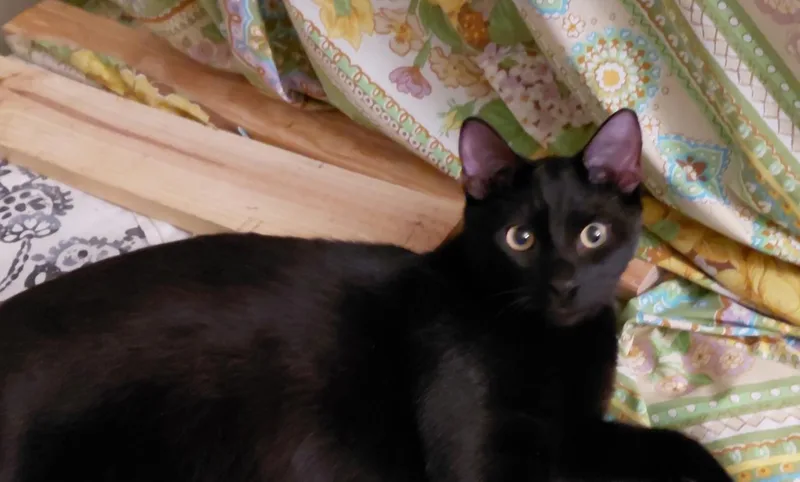 Licorice thumbnail 2