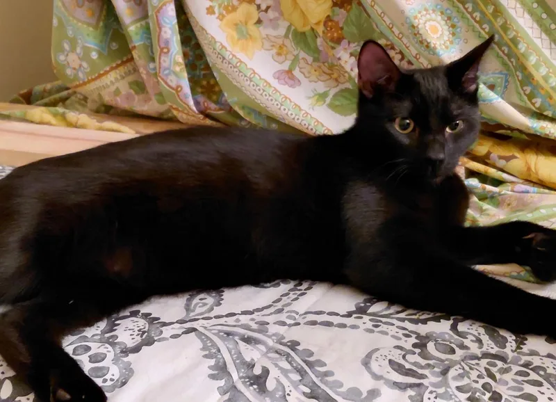 Licorice thumbnail 3
