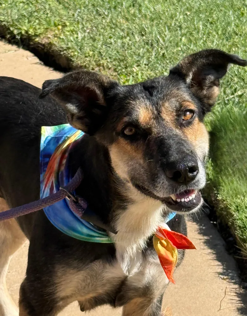 An adult medium-sized female German Shepherd Dog dog named Girly for adoption in Levelland, TX