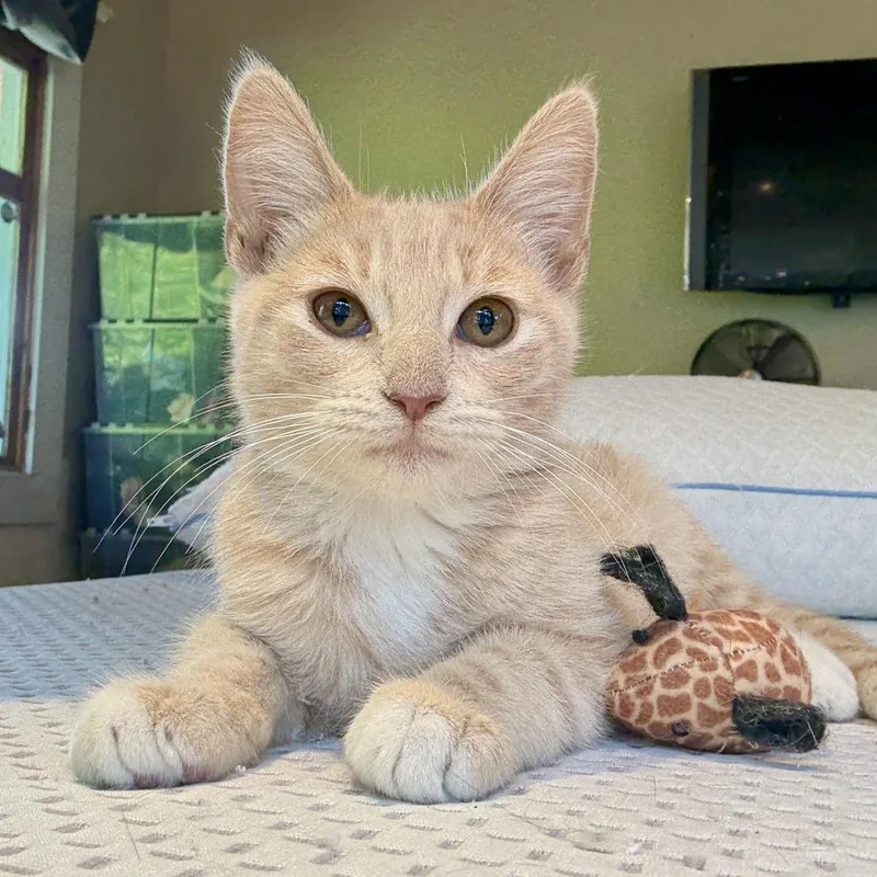 Tater Tot thumbnail 2