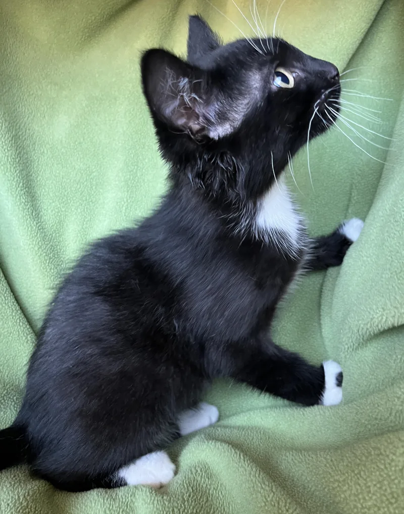 A baby medium-sized male Tuxedo cat named Alfie for adoption in Hood RIver, OR