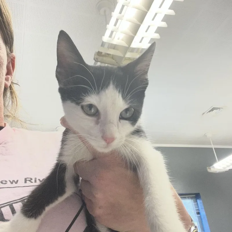 A baby small-sized female Black Domestic Short Hair cat named Franny for adoption in Oak Hill, WV