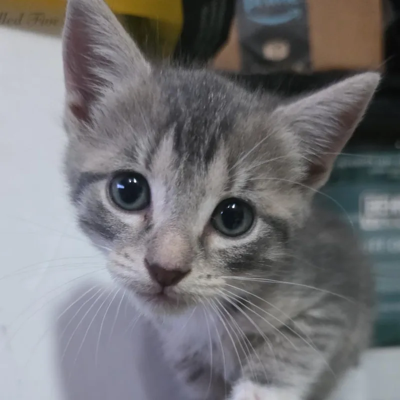 A baby small-sized female Gray / Blue / Silver Domestic Short Hair cat named Cupcake for adoption in West Palm Beach, FL
