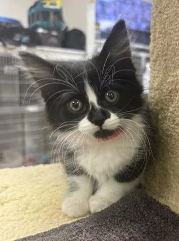 A baby medium-sized female Black & White / Tuxedo Domestic Long Hair cat named Moondancer for adoption in Sherman Oaks, CA