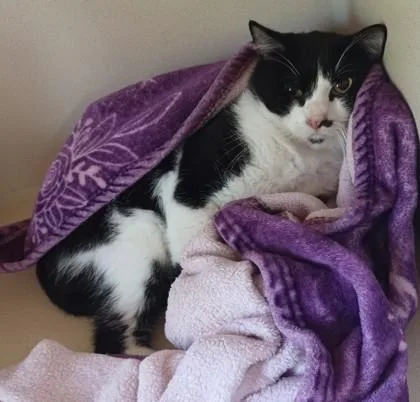 An adult medium-sized male Black Domestic Short Hair cat named Boogie for adoption in Stanwood, WA