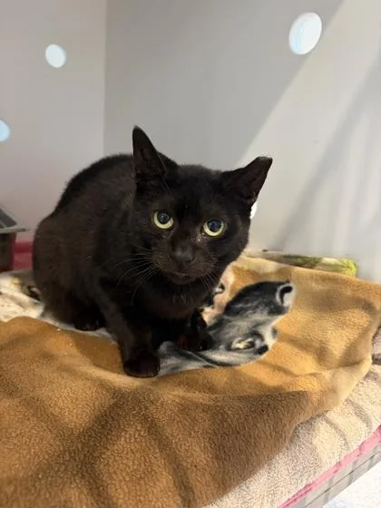 A senior medium-sized female Domestic Short Hair cat named Shizu for adoption in Ringoes, NJ