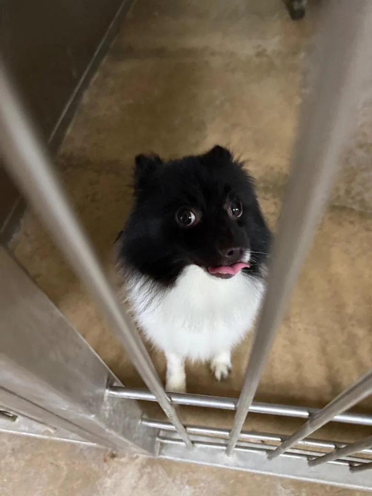 A young small-sized male Pomeranian dog named Pickles for adoption in Albion, NY