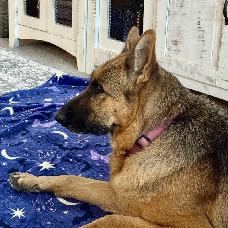 An adult large-sized female German Shepherd Dog dog named Fargo for adoption in Hurricane, UT