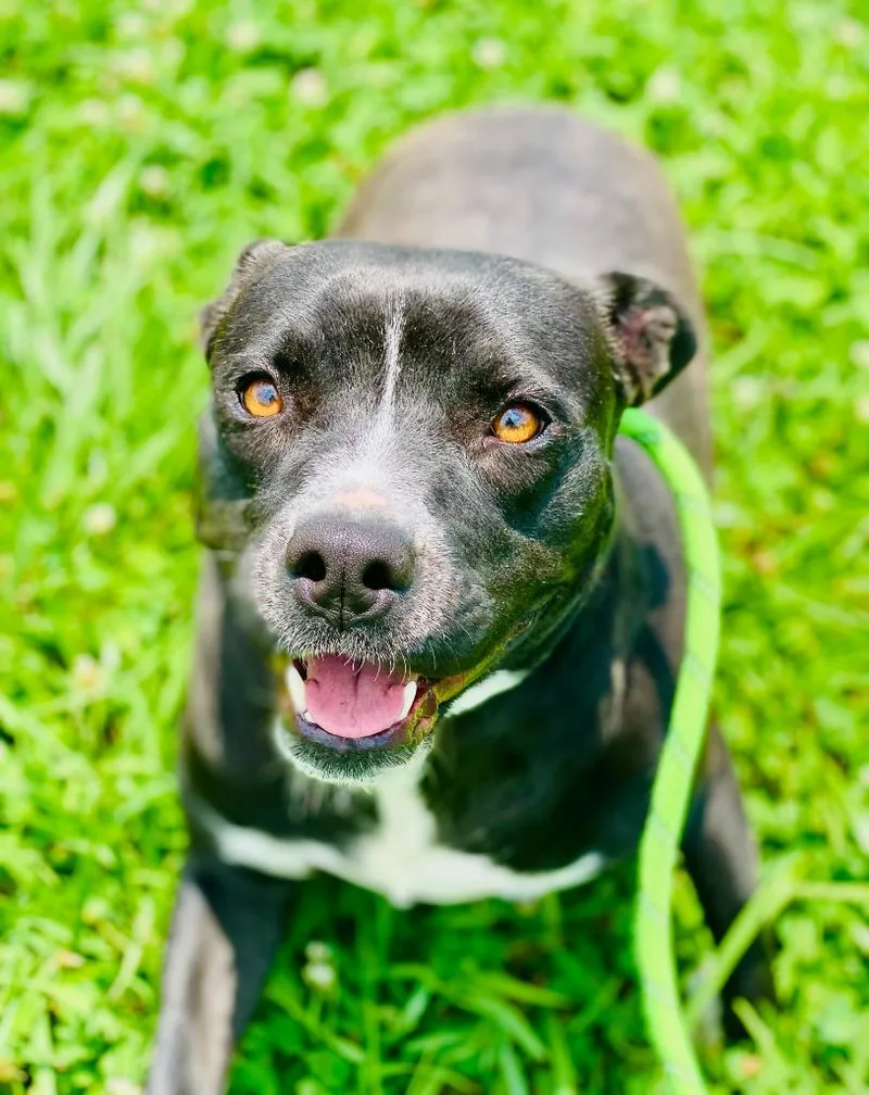A young large-sized female Mixed Breed dog named Jessie for adoption in Chickamauga , GA