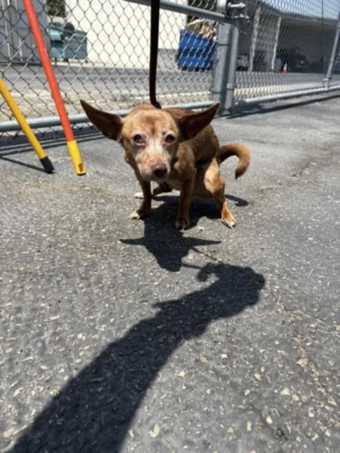 An adult medium-sized female Chihuahua dog named Lola for adoption in Los Angeles, CA