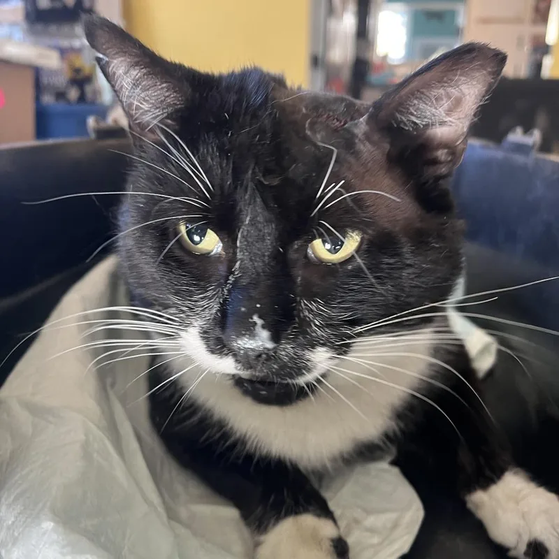 An adult small-sized male Black Domestic Short Hair cat named Big Poppi for adoption in Fairfax Station, VA