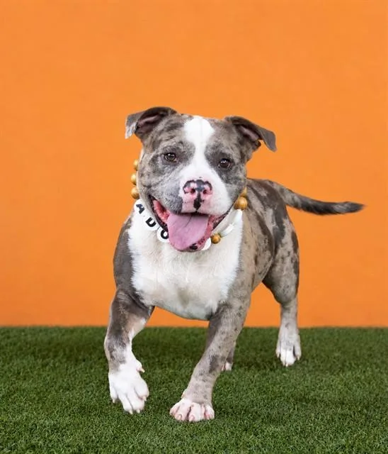 A young large-sized male American Bulldog dog named Church for adoption in Miami, FL