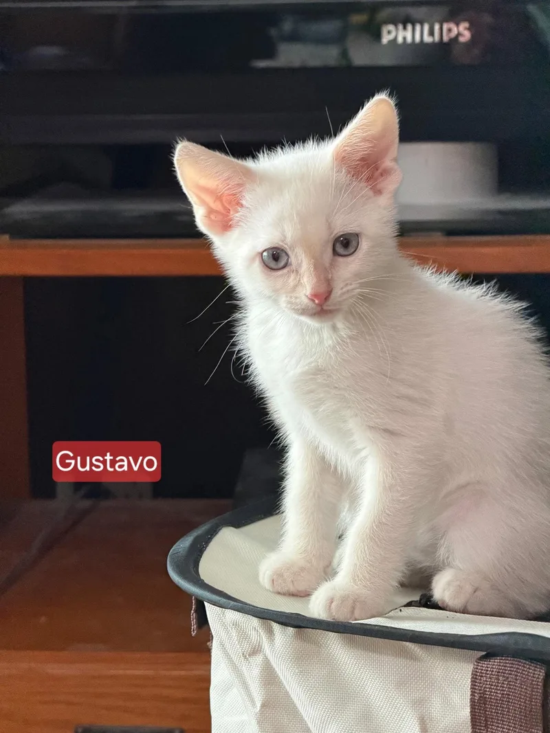 Gustavo thumbnail 2