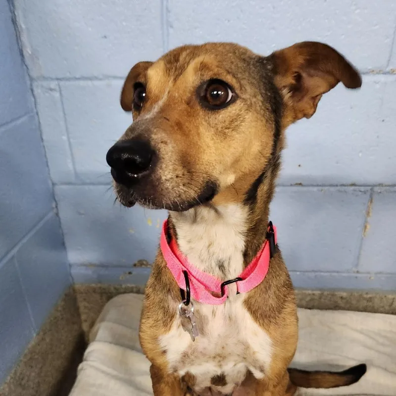An adult medium-sized female Brown / Chocolate Mixed Breed dog named Princess Peach for adoption in Falls Church, VA