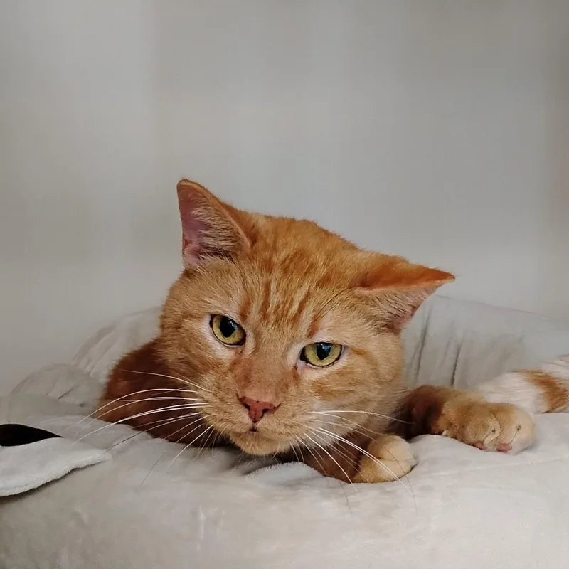 A senior medium-sized male Orange / Red Domestic Short Hair cat named Freddy for adoption in Fairport, NY