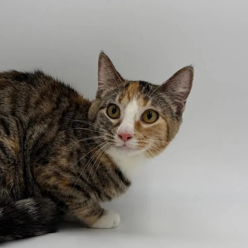 A baby medium-sized female Domestic Short Hair cat named Wiggly for adoption in State College, PA