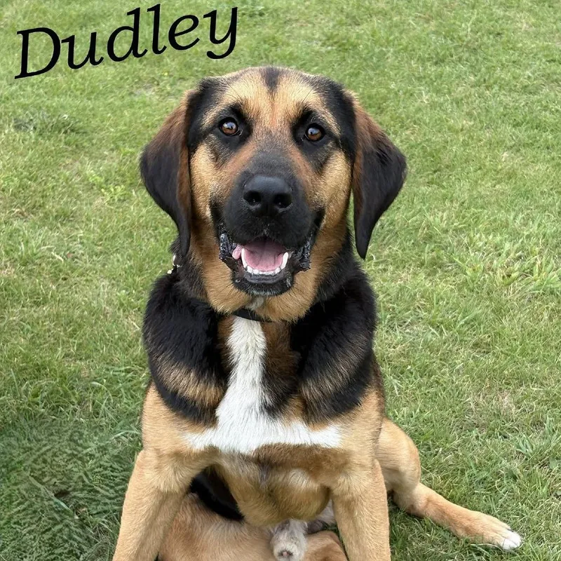 Dudley thumbnail 3