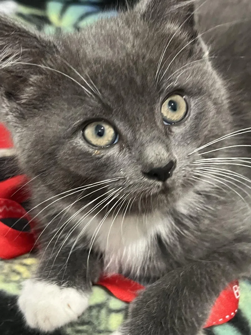 A baby medium-sized female Gray & White Domestic Short Hair cat named Princess Leia for adoption in Trenton, NJ