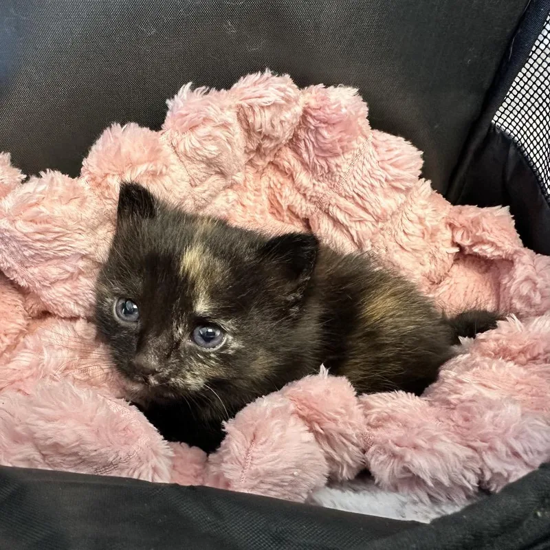 A baby small-sized female Tortoiseshell Domestic Short Hair cat named Amber for adoption in Oakton, VA