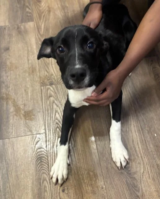 A young medium-sized female Black Labrador Retriever dog named Dumplin for adoption in Cairo, GA