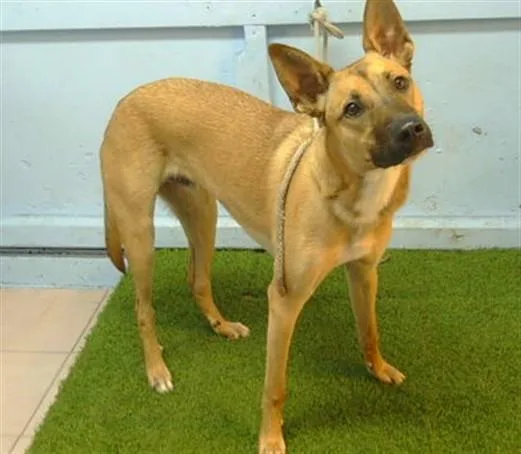 A young medium-sized male German Shepherd Dog dog named Worthy for adoption in Baldwin Park, CA