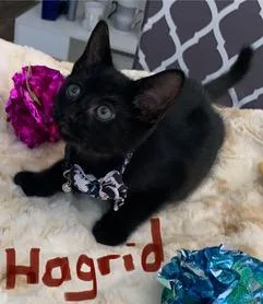 Hagrid