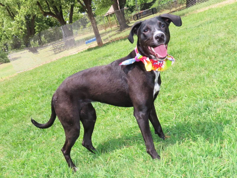 A baby medium-sized female Black Labrador Retriever dog named Jasmine C for adoption in Rogers, AR