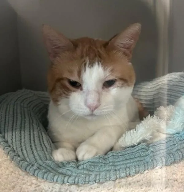 An adult large-sized male Domestic Short Hair cat named Coco for adoption in Ridgewood, NY