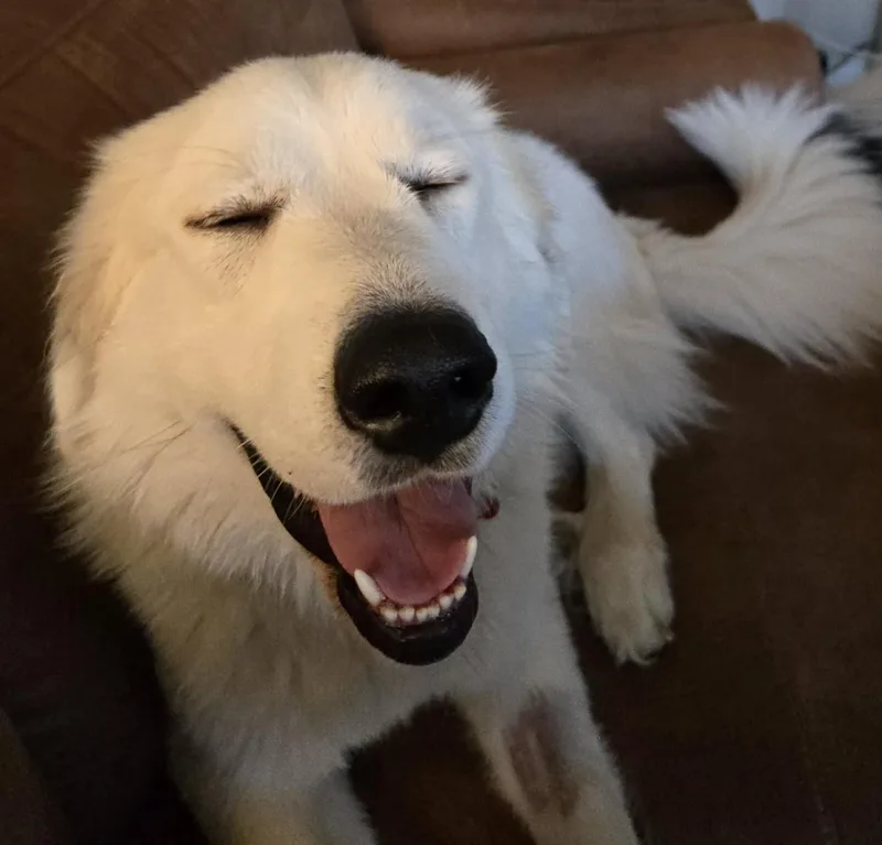 A young large-sized female White / Cream Great Pyrenees dog named Chai for adoption in Kiowa, OK