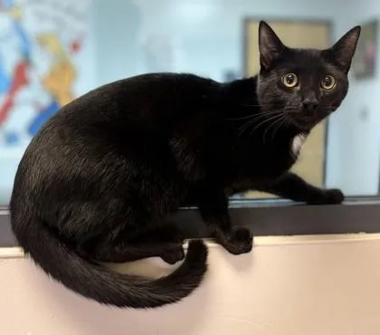 A young small-sized male Domestic Short Hair cat named Hawk for adoption in Savannah, GA